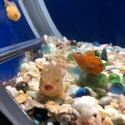 すあまぽねさんのプロフィール画像