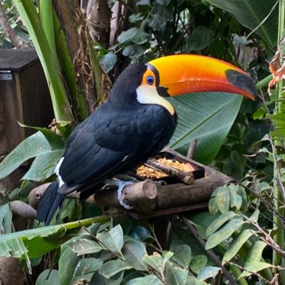 rin_rin_rin_800's profile picture. ワニワニワー！