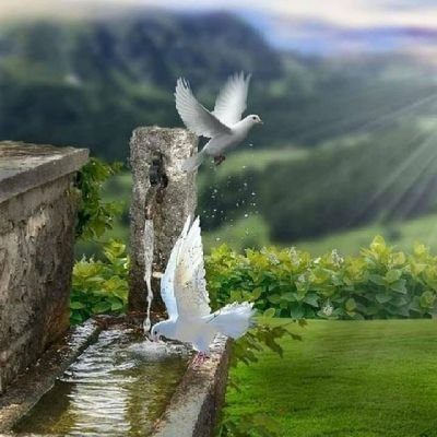 dmN7em9BAD1lnZL's profile picture. سبحان الله وبحمده سبحان الله العظيم