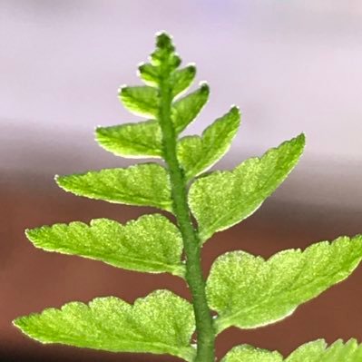 生き物に傾倒する雑多垢