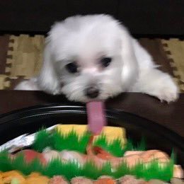 55siosai_chan's profile picture. 你让我控制不住自己了