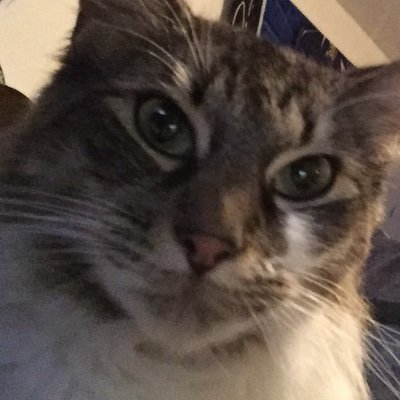 Just a guy and his cat streaming games that make us happy and blogging about things we love.