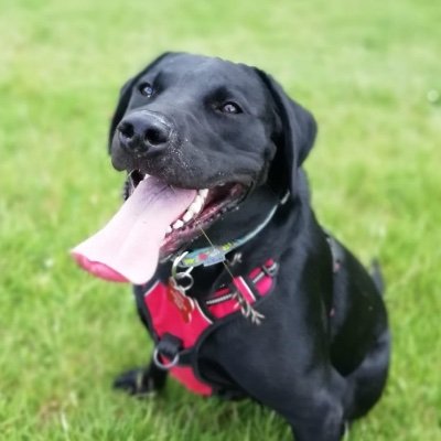 Brucey_Gillott's profile picture. Stuff I do: paint wargame minis, play Xbox, be a dopey dad, be a general guitar clutz and not knowing what’s going on most of the time.