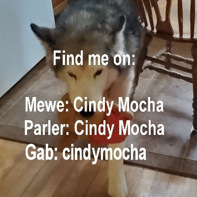 omalmals's profile picture. Malamute mom