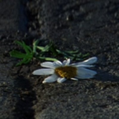 bournecycle's profile picture. Wisdom is something you get right after you needed it.