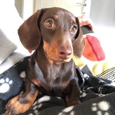 SallyJC2's profile picture. Restructuring lawyer, mum of two, dog mum, can’t cook, gets lost easily, likes the gym