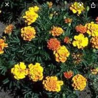 ella :) (@bizarreoatmilk) Twitter profile photo