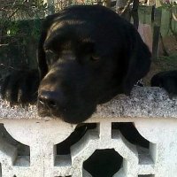 Pombo โก๏ธ 2025 ๐ (@p0mbinh0) 's Twitter Profile Photo Pombo โก๏ธ 2025 ๐ (@p0mbinh0) 's Twitter Profile Photo