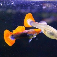 Guppy Barn Aquatics (@guppybarn) Twitter profile photo
