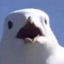 I am a birb. Factory must grow. Trying to get into programming.