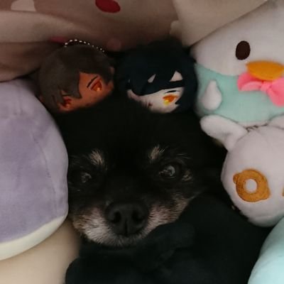 yukimaroge_san's profile picture. 斎藤さんと燭台切さんと大倶利伽羅さんが好きです。とうらぶの記録とか、情報収集用垢。うちのわんこかわいい。
交換垢は@maron_koukan