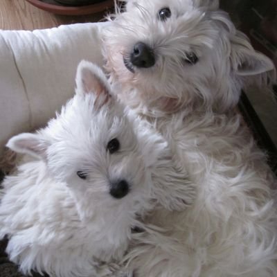 We love long walks , the muddier the better ! chase games in the garden , then snuggles by the fire with our two legged pals.