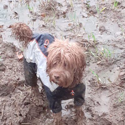 lunabadoon's profile picture. Mum to the human and fur baby kind, headteacher and wannabe runner. Headteacher. Trying to sprinkle a little kindness wherever I go 💕