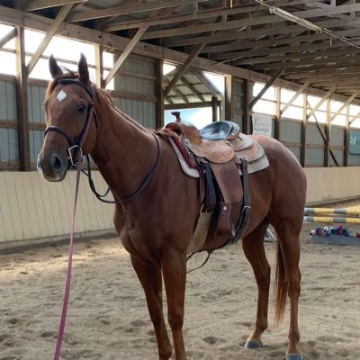 Thoroughbreds retraining for new careers available for adoption thru Canter KY in Versailles, KY. Follow updates on twitter