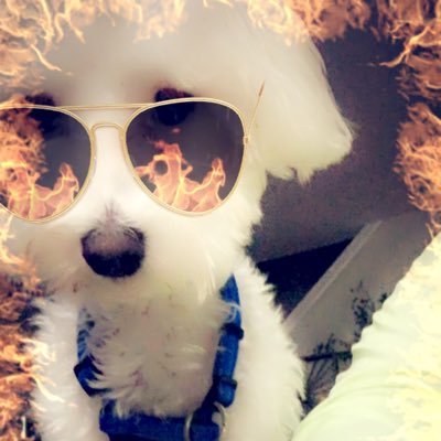 Binnington15's profile picture. Avid sock enthusiast. 
Product of 2 moms.
Squeaky toy quality control expert.
Nap lover.