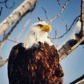 🦅Patriot, anti-socialism, anti-communism, anti-corruption, anti-BS⭐
🇺🇲 🇺🇲 🇺🇲 
⭐VERITAS⭐LIVE FREE OR DIE ⭐
Will not entertain the trolls
#MAGA🦅