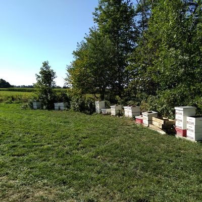 London Ontario's hardest working beekeepers.  Your one stop shop for all things bee.