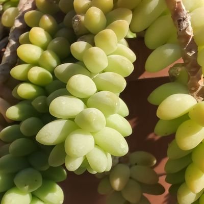 qjim999's profile picture. 