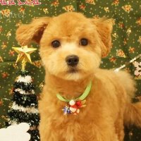 マルプー☆ふく☆ (@jzesglrdtecjsda) 's Twitter Profile