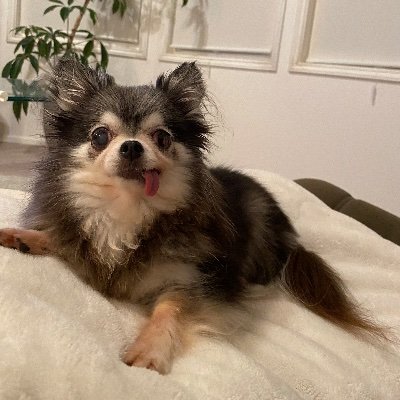 結叶では縁あって出会った子と里親様を繋げる活動をしております(*^^*) Twitterでは、結叶っ子ではない子のhelpに、少しでも力になれたらと始めました♡お一人お一人にお返事出来ずに申し訳ありません(涙)リツイート心より感謝申し上げます(⸝⸝o̴̶̷᷄ o̴̶̷̥᷅⸝⸝)命が繋がりますよーにஐ☘︎︎