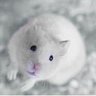 arctichamster's profile picture. Atheist | [H] | Follows the itinerant panda blues monkey | RTs/Origin tweets mine/Quotes&Lyrics are not | #Spoonie #Leafs #Chargers #Rabbitohs #CBB