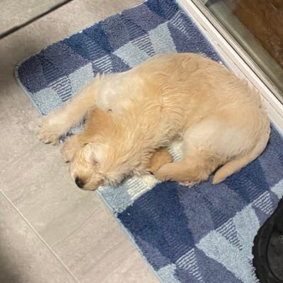 drewjjm's profile picture. let sleeping dogs lay