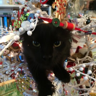 KGWIlkins1's profile picture. Living in the wrong multi-verse is fraught. I remain unfixed. Here, where I live in dreams, always moving in or out, starting or ending, healing or hurting.