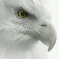 Patriot Illinois (@chuck_rowland) 's Twitter Profile