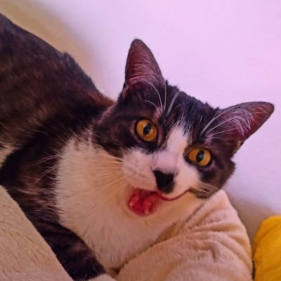 there are lots of psycho cats, love, evolution, nature and comedy inside. stay in follow 🐰