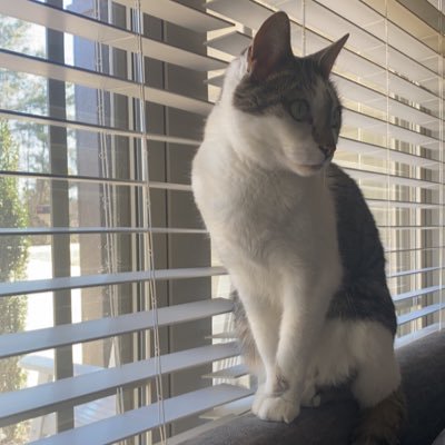 SalesandTells's profile picture. If you don't ask, the answer is always no!