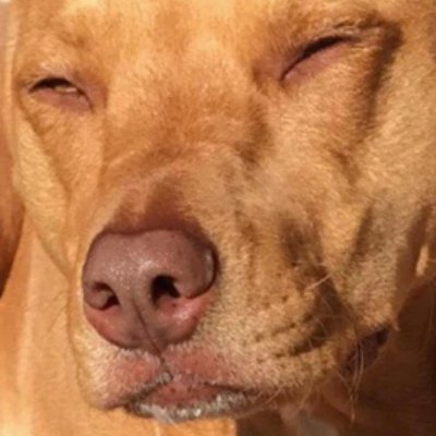 Dylshanwang's profile picture. 