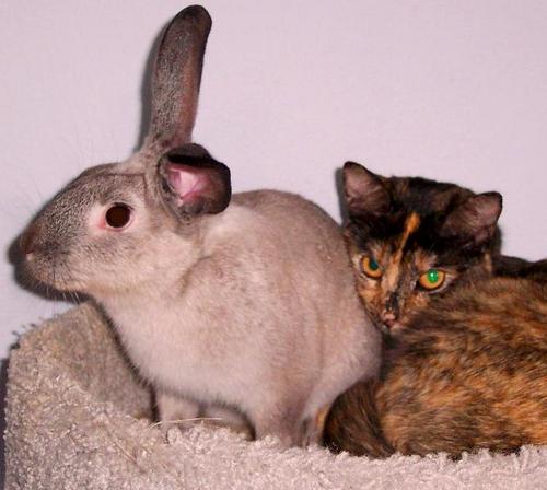 LivingHealthy3's profile picture. Mom of five.Enjoy writing about and living healthy lifestyle. Bio @Helium.com http://t.co/MxEFLYOLGZ. Kids Poetry site @MyStoriesAndPoems.com.