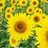 sun_flowers_3