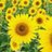 sun_flowers_3