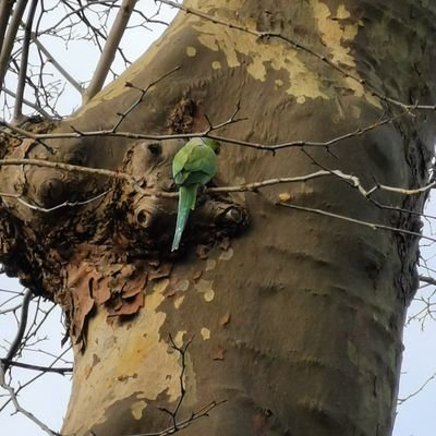 issyquin's profile picture. 