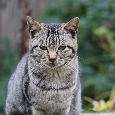 ねこよかチャンネルです。 地元の島にいる猫の動画を撮ってYouTubeにあげています。まだまだ未熟な動画ですが、よかったら見てください。よろしくお願いします！https://t.co/ZqtZqvWRK7