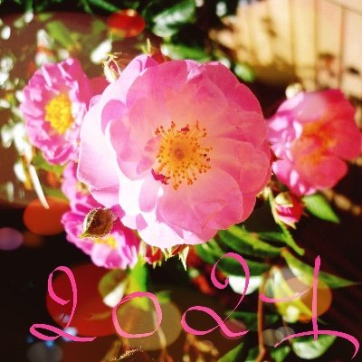 Association qui organise à Sérignan du Comtat(84830) une fête des plantes : pépiniéristes, conférences, sorties botaniques, animations pour tous, jardinage