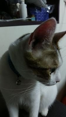 KLRT8674's profile picture. 來來來，讓我看看紅綠共信仰者們長怎樣？ 喜歡觀察人類；但也會亂看😝也想看看一些開發者的生活習慣🤔