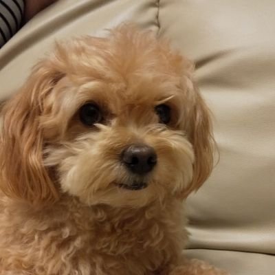 脱原発!護憲!反参政党💢反自公💢反維新💢反国民民主💢世界平和を希求! 筋の通らないことは大嫌い! ウニ丼、海鮮丼、寿司、札幌味噌ラーメンをこよなく愛す。ネトウヨとの絡みは時間の無駄なので、返信は無視または反論後に即ブロック!エロ系、金融関係も即ブロック!無駄なのでやめて!DMはお断りします。札幌市在住