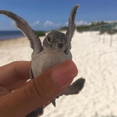 skipperf94's profile picture. 