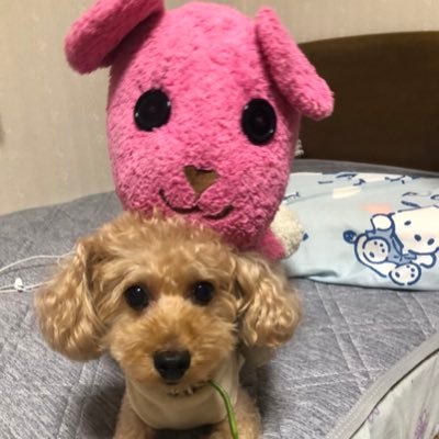 ウチのおもしろい愛犬、トイプードルの男の子「チェロくん」を愛でるアカウント😊 Twitter上のオモかわいいワンちゃんも探して勝手に拡散しています 無言フォロー失礼します🙇‍♀️