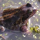 irene williamson - @pollywoggle29 - Twitter