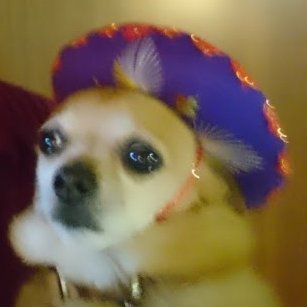 sombrero_dog Profile Picture