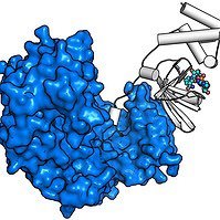 Research in biochemistry and structural biology of PARP enzymes and bacterial toxins