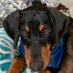 RESOLUTE Dobie (@godwinsalways4) Twitter profile photo RESOLUTE Dobie (@godwinsalways4) Twitter profile photo