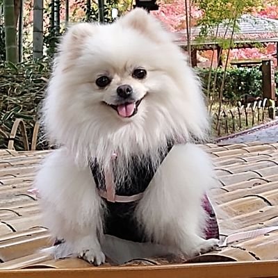 🐶ポメラニアンのラムちゃんが虹の橋🌈に旅立って数年、2代目🐶ポメラニアンのルナちゃんを2019年お正月にお迎えしました。
ポメ友達がたくさん出来るといいなと思います💗😊
失礼ながら、フォローさせて頂きます。無言フォロー大歓迎❗
いいね❤も頂けたら、嬉しいです
💞😊