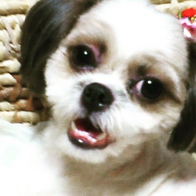 izumi7dumbo's profile picture. 