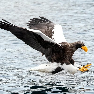 The_Seeadler Profile Picture
