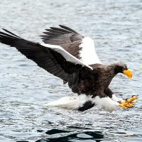 🗿Seeadler.bsky.social (@the_seeadler) 's Twitter Profile