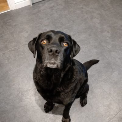 #CustodyDoggo's hooman 🐶

Sussex Police Strategic Support & Force ID Inspector